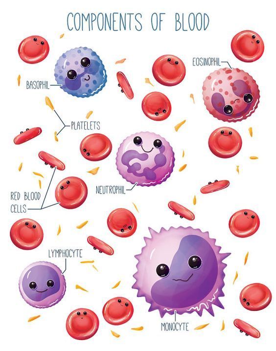 Blood cells and hematologic balance in liver disease